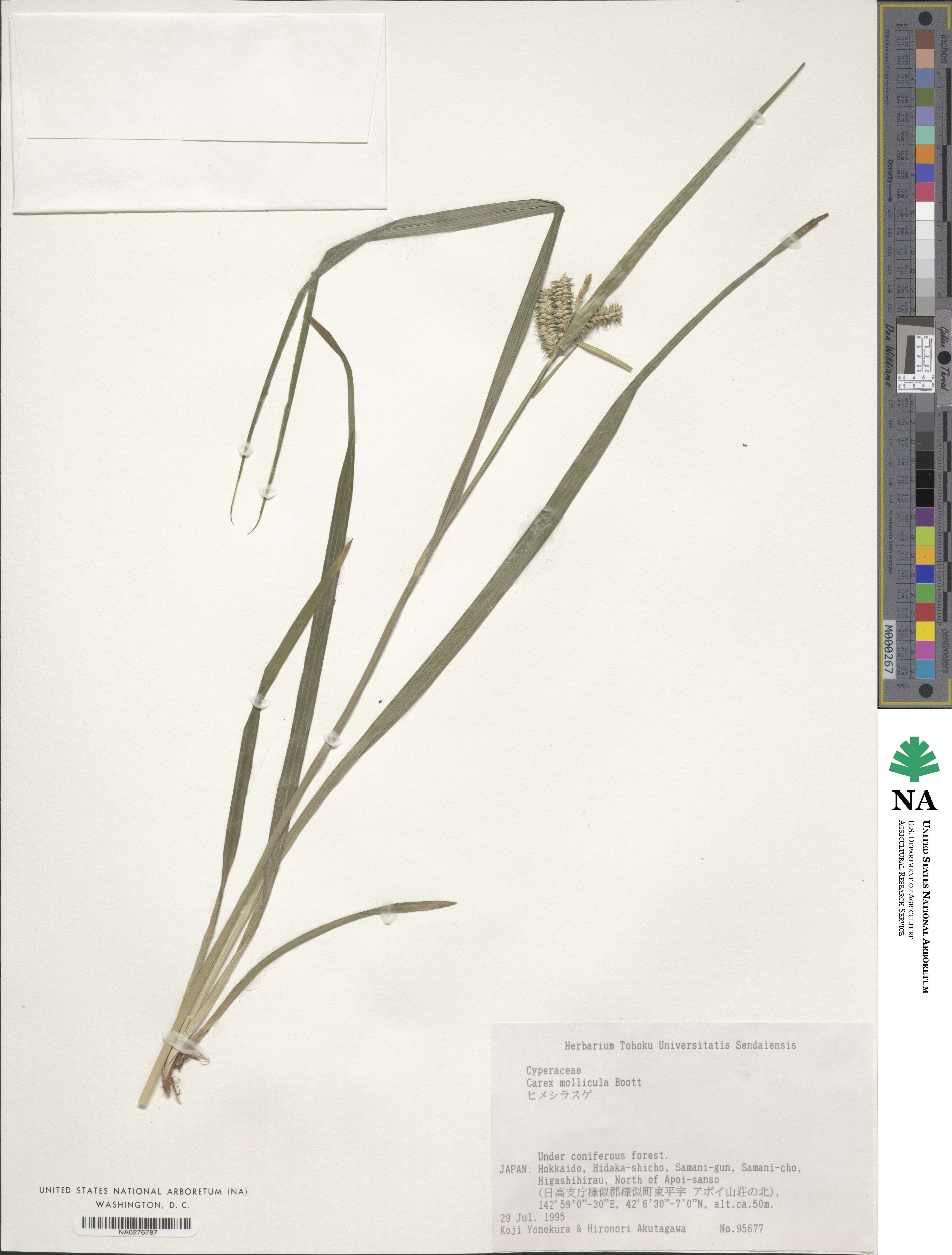 Carex mollicula image