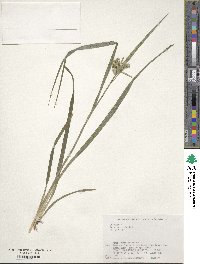 Carex mollicula image