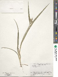 Carex mollicula image