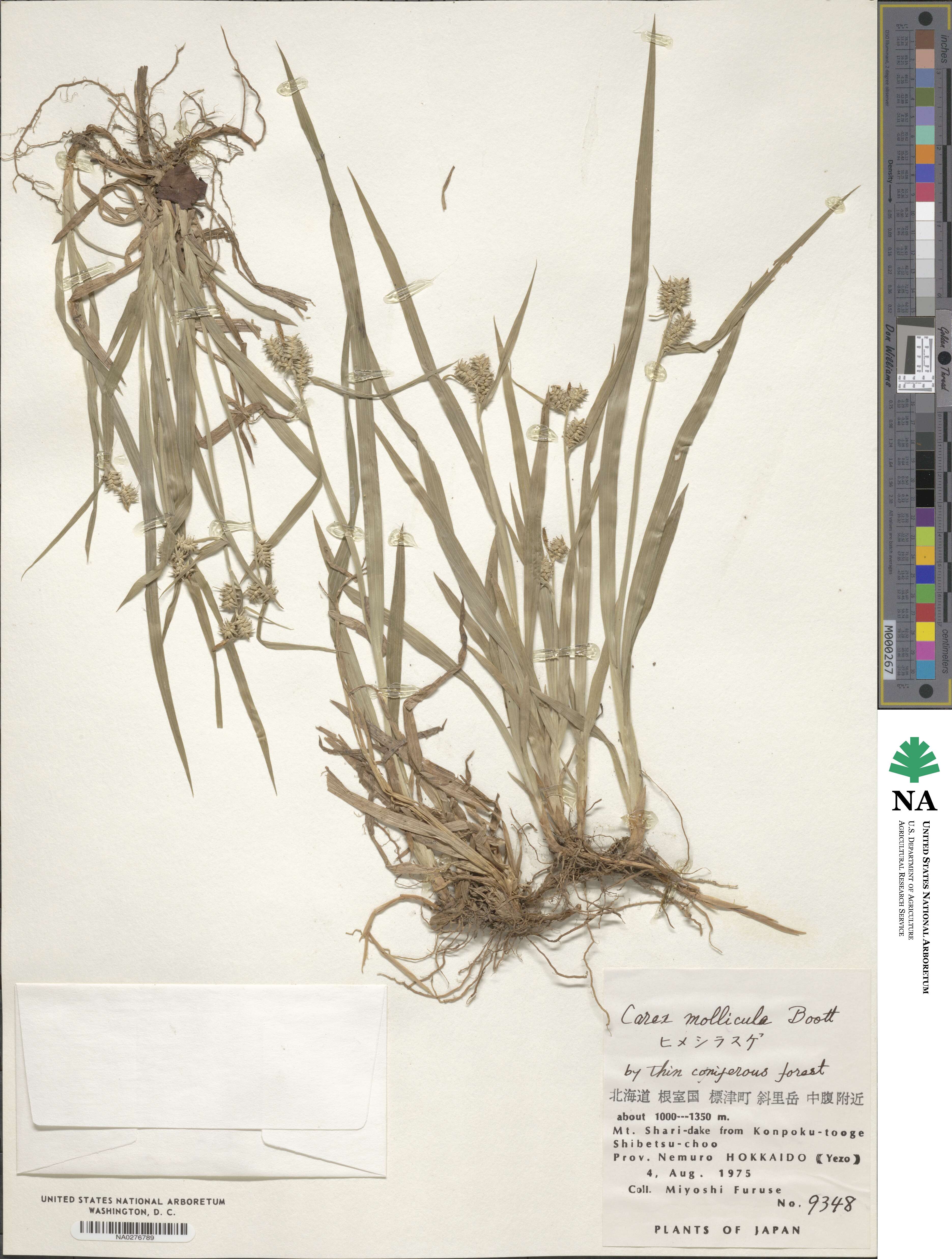 Carex mollicula image