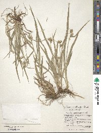 Carex mollicula image