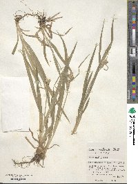 Carex mollicula image