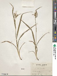 Carex mollicula image