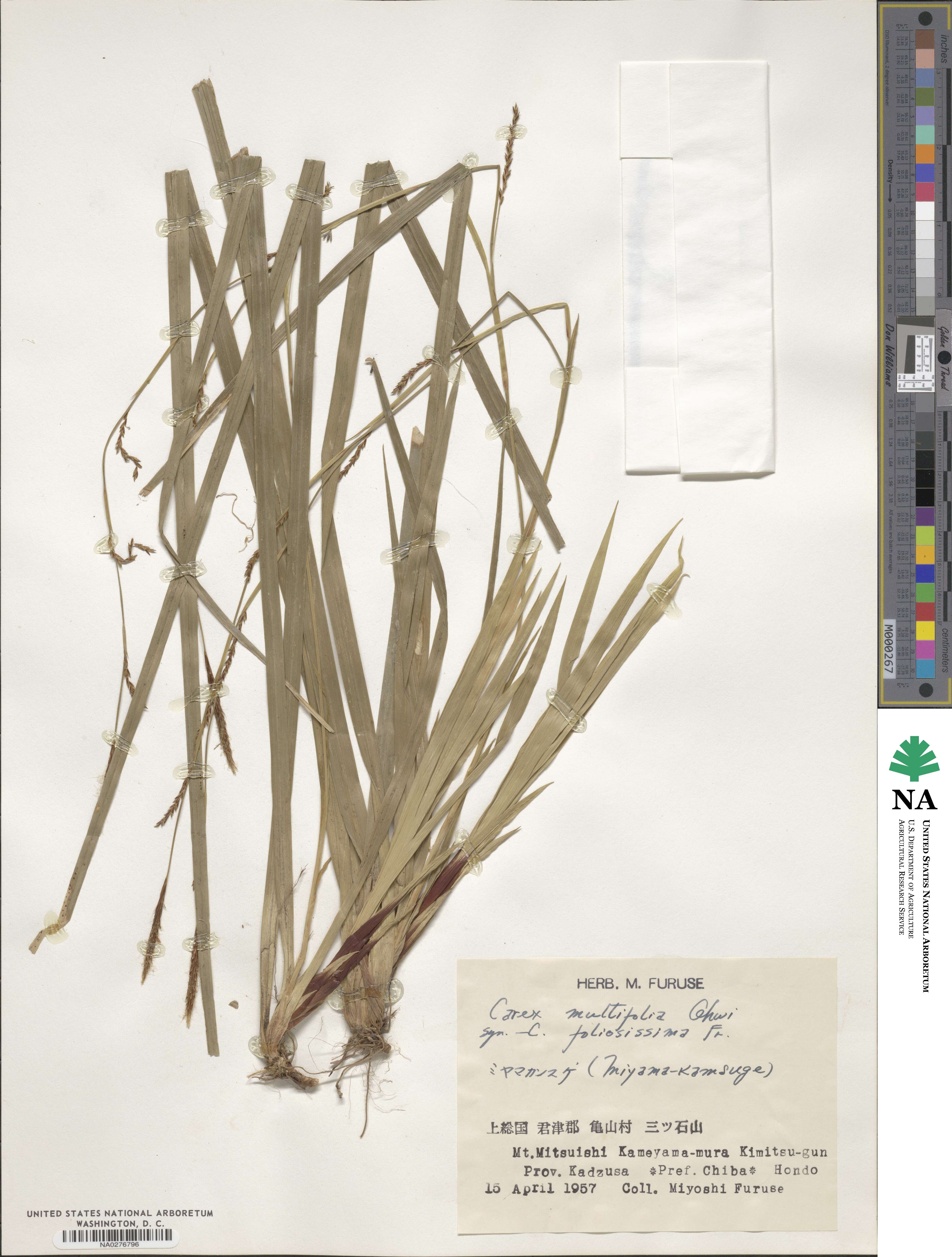 Carex dolichostachya image