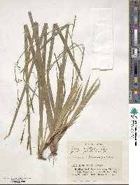 Carex dolichostachya subsp. dolichostachya image