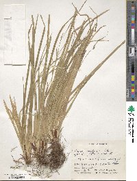 Carex dolichostachya subsp. dolichostachya image