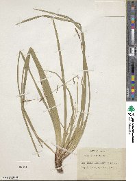 Carex dolichostachya subsp. dolichostachya image