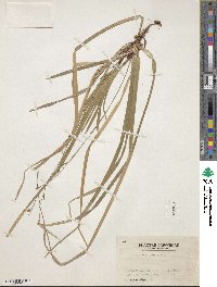 Carex dolichostachya subsp. dolichostachya image