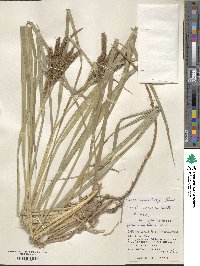 Carex nemostachys image