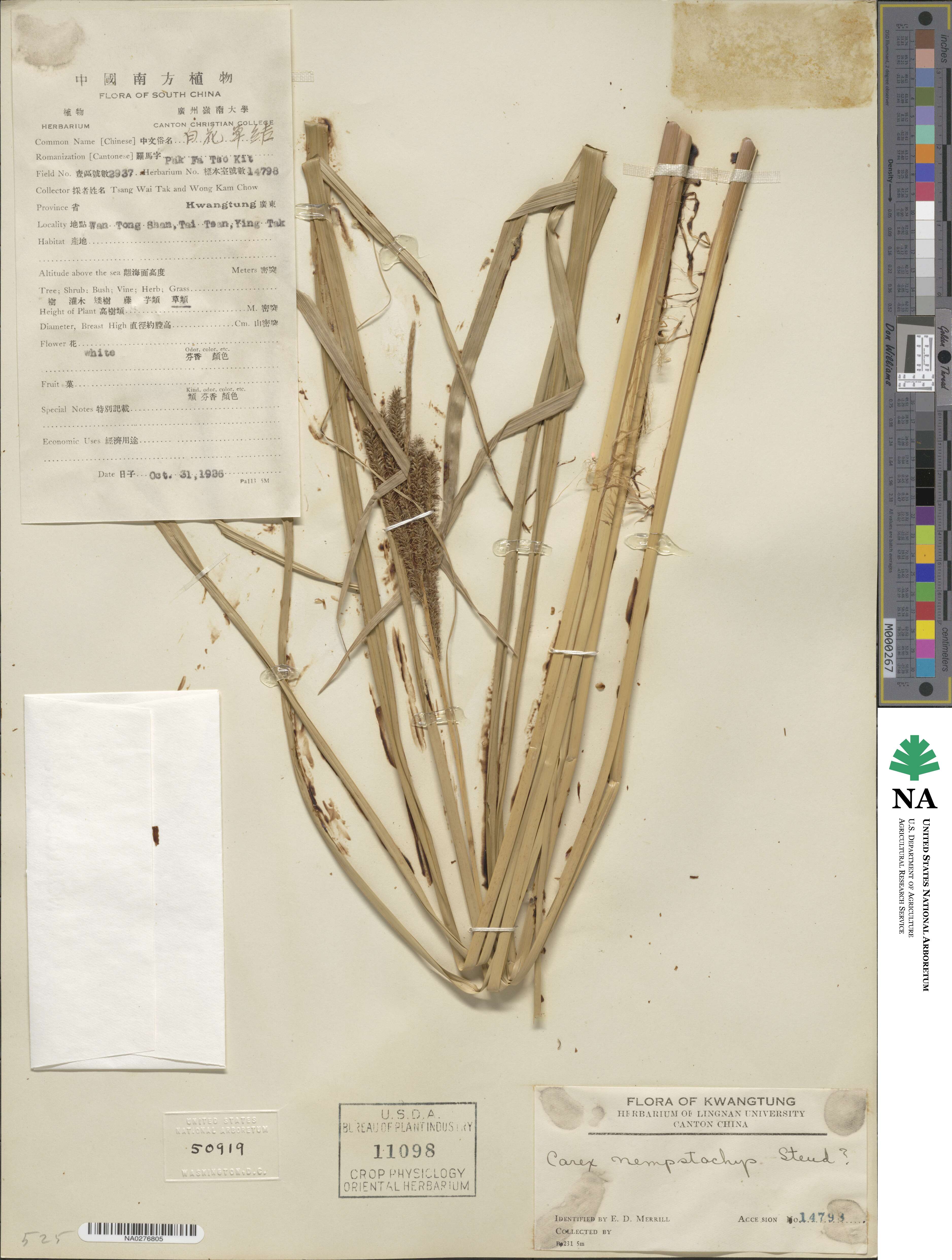 Carex nemostachys image