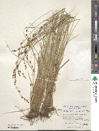 Carex nemurensis image