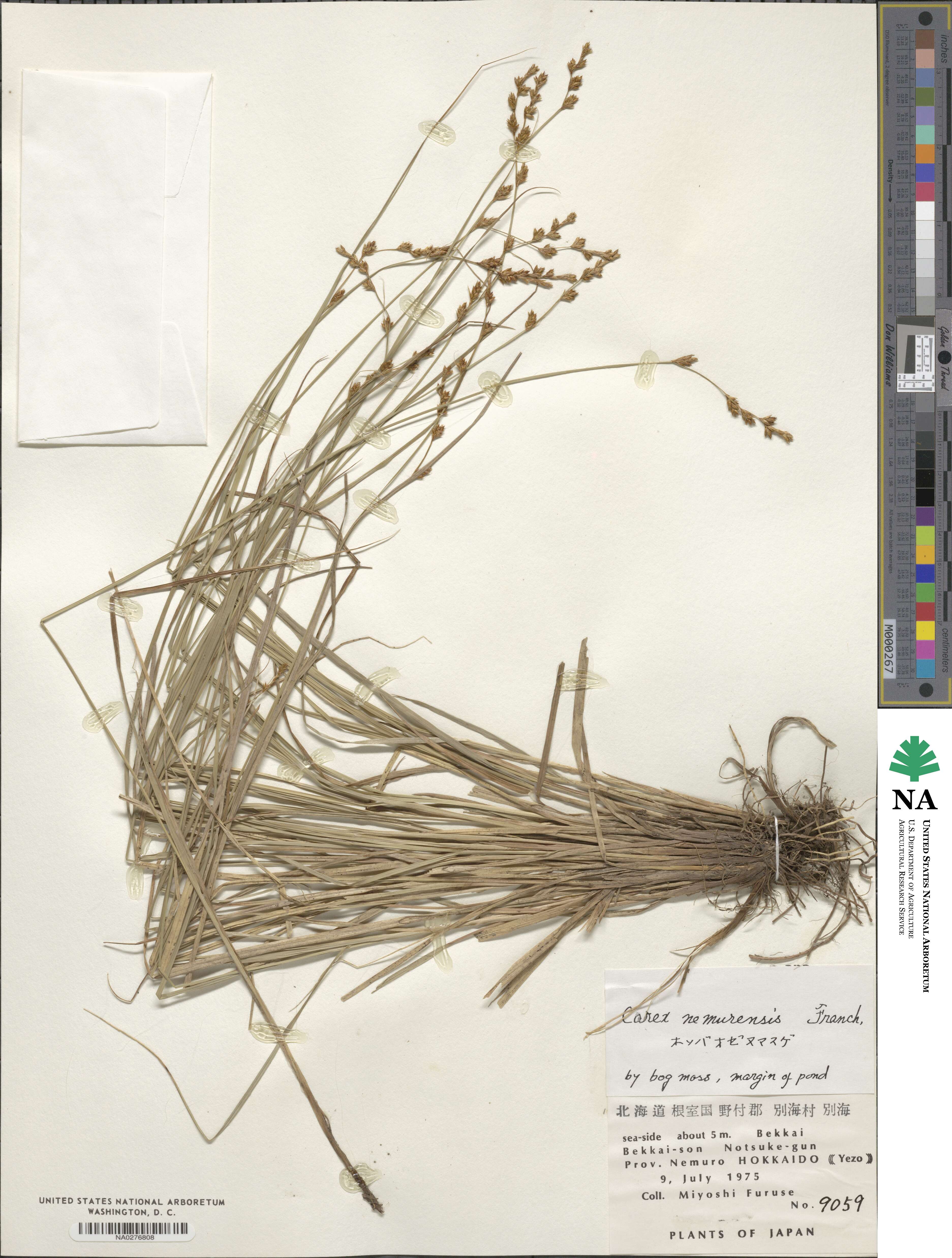 Carex nemurensis image