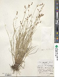 Carex nemurensis image