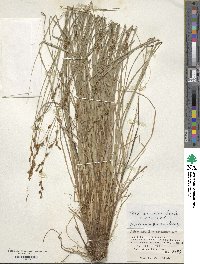 Carex nemurensis image