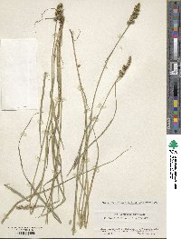 Carex neurocarpa image