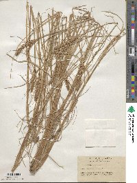 Carex neurocarpa image