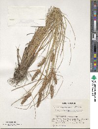 Carex neurocarpa image