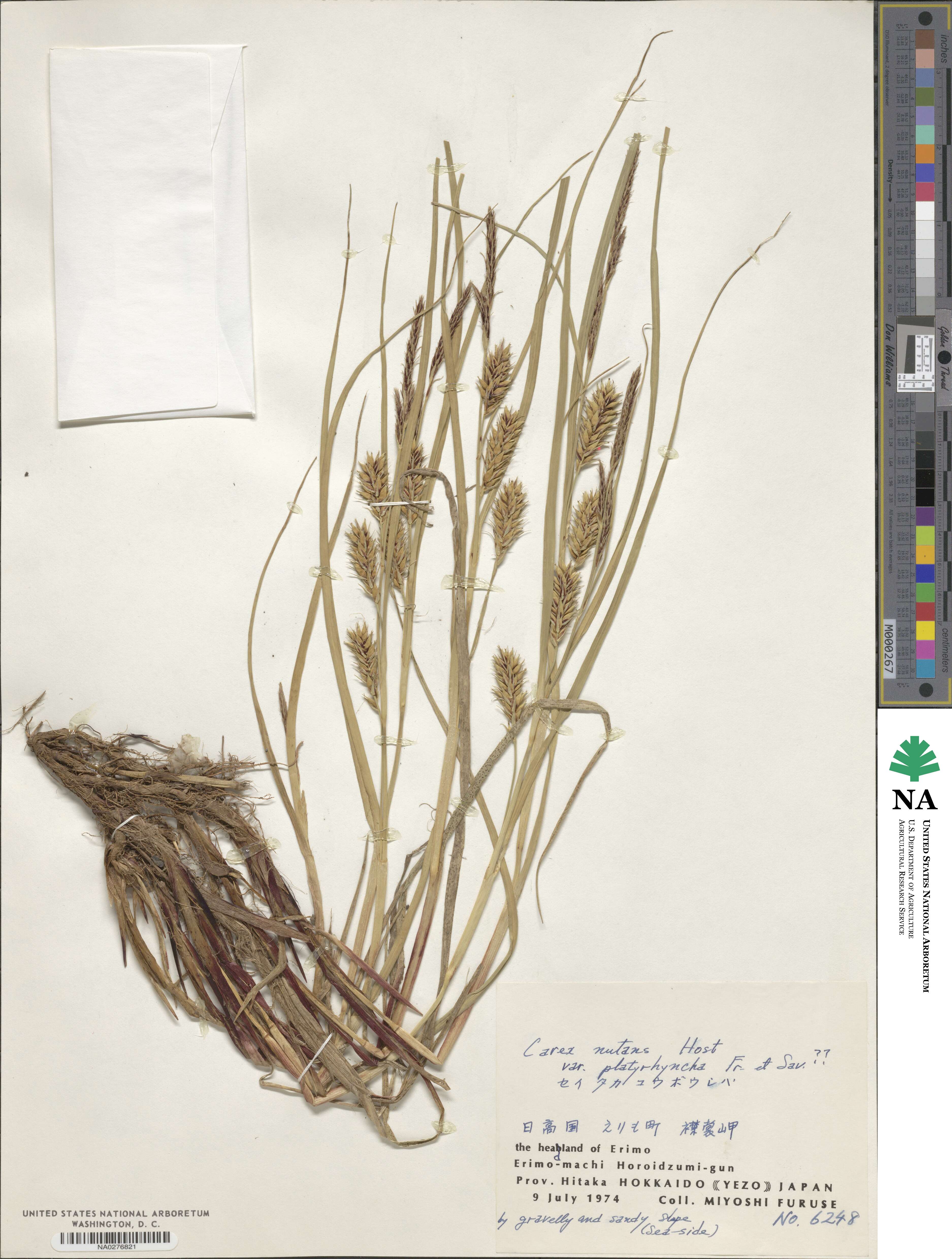 Carex pumila image