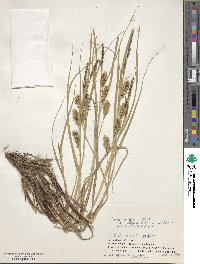 Carex pumila image