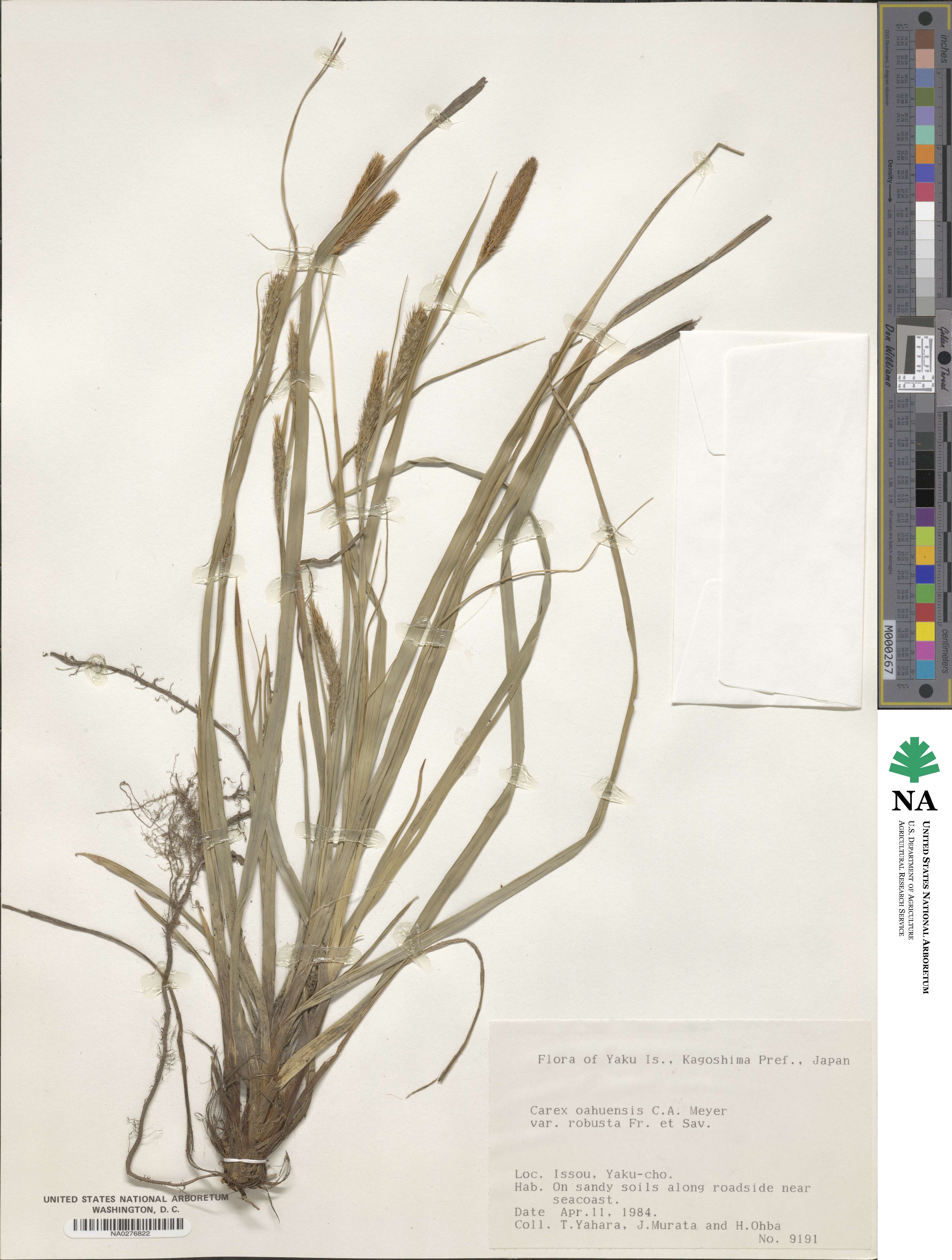 Carex wahuensis subsp. wahuensis image