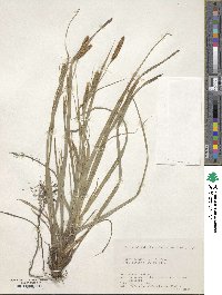 Carex wahuensis subsp. wahuensis image