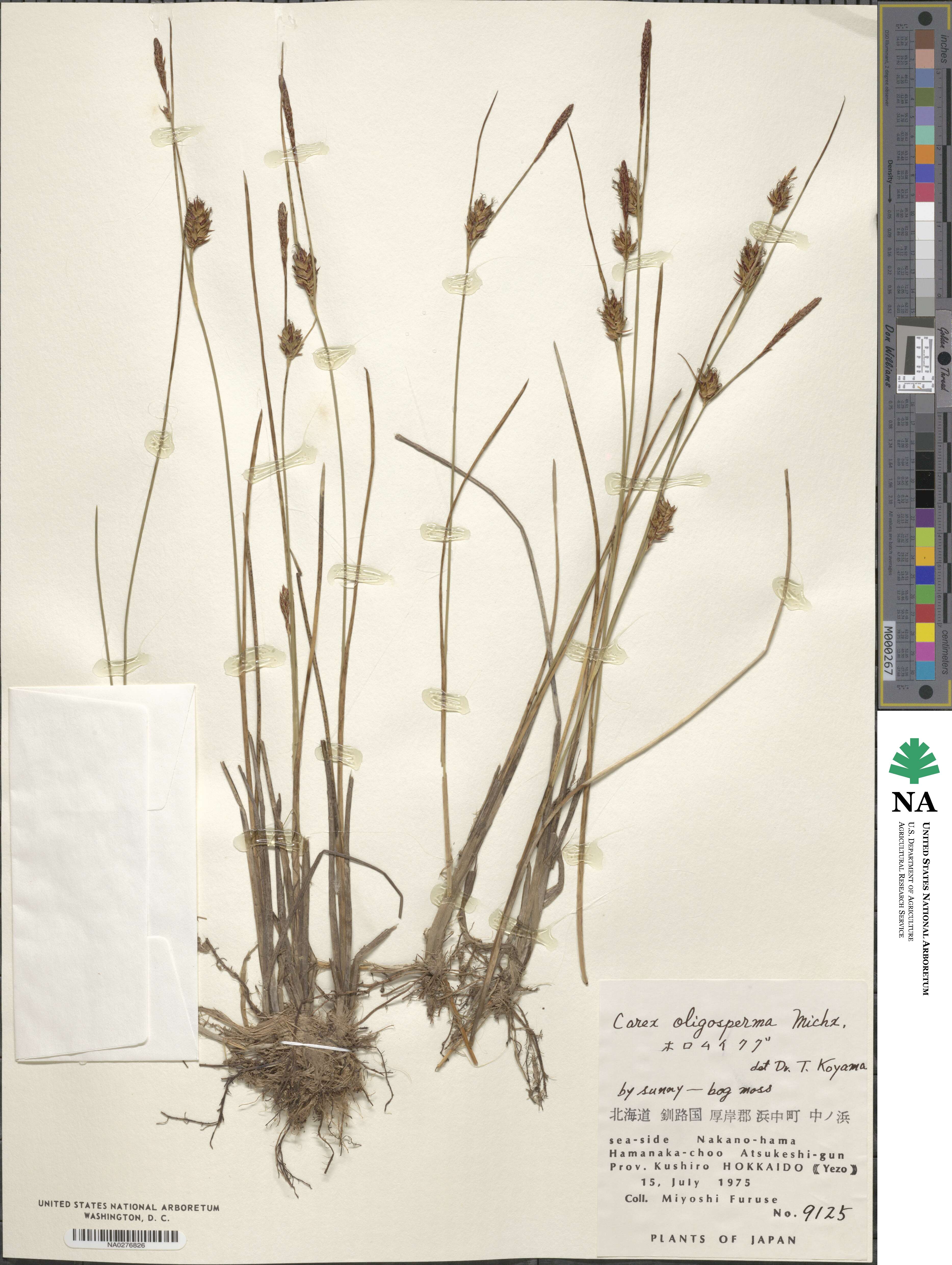 Carex oligosperma image