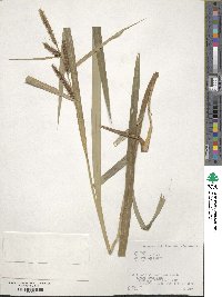 Carex olivacea image