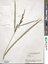 Carex olivacea image