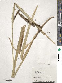 Carex olivacea image