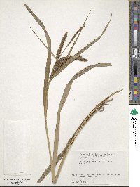 Carex olivacea image