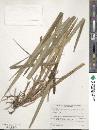 Carex olivacea image