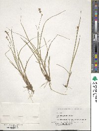 Carex omiana image