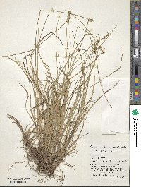 Carex omiana image