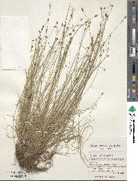 Carex onoei image