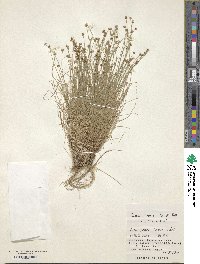 Carex onoei image