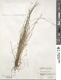 Carex onoei image