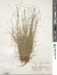 Carex onoei image