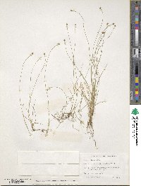 Carex onoei image