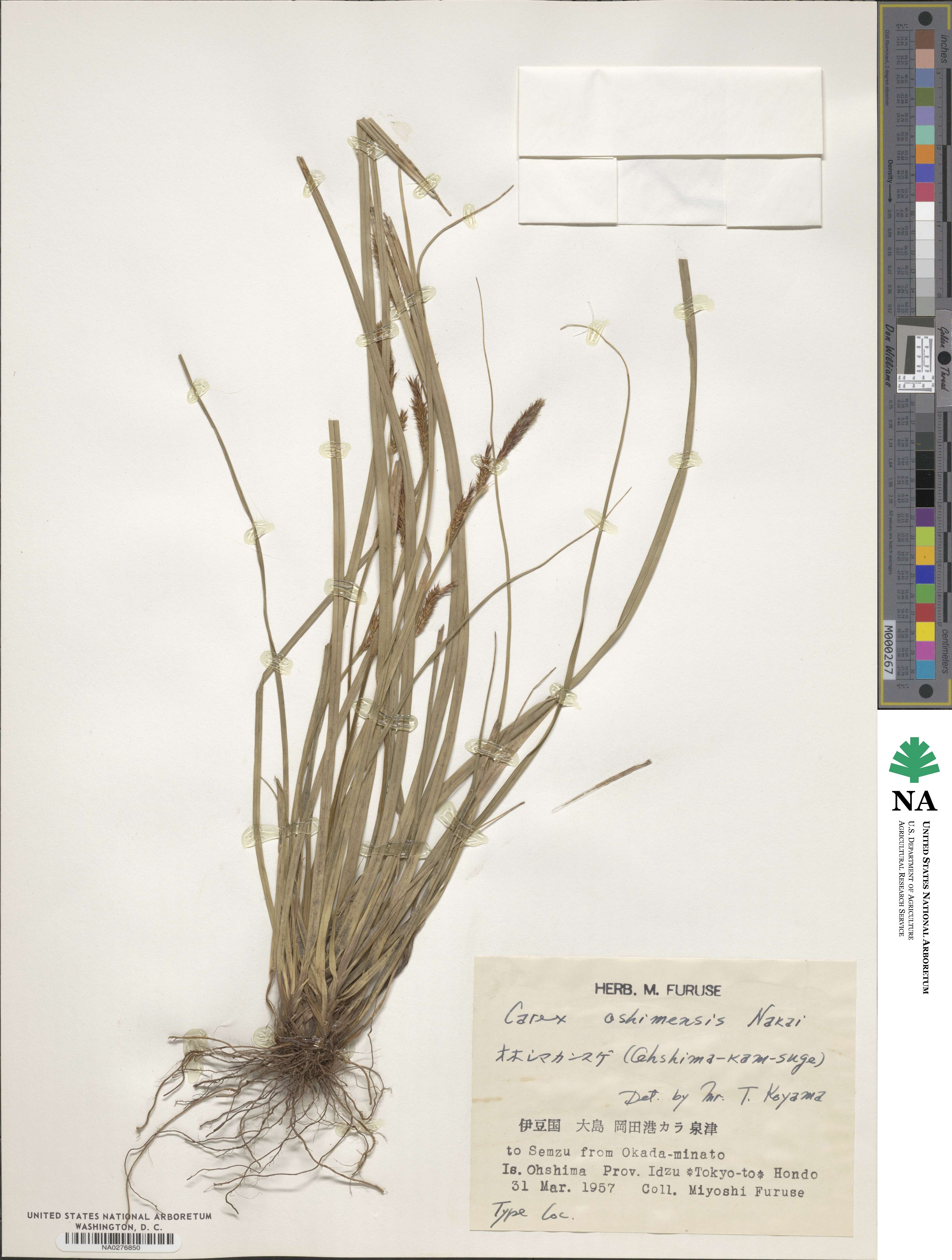 Carex oshimensis image