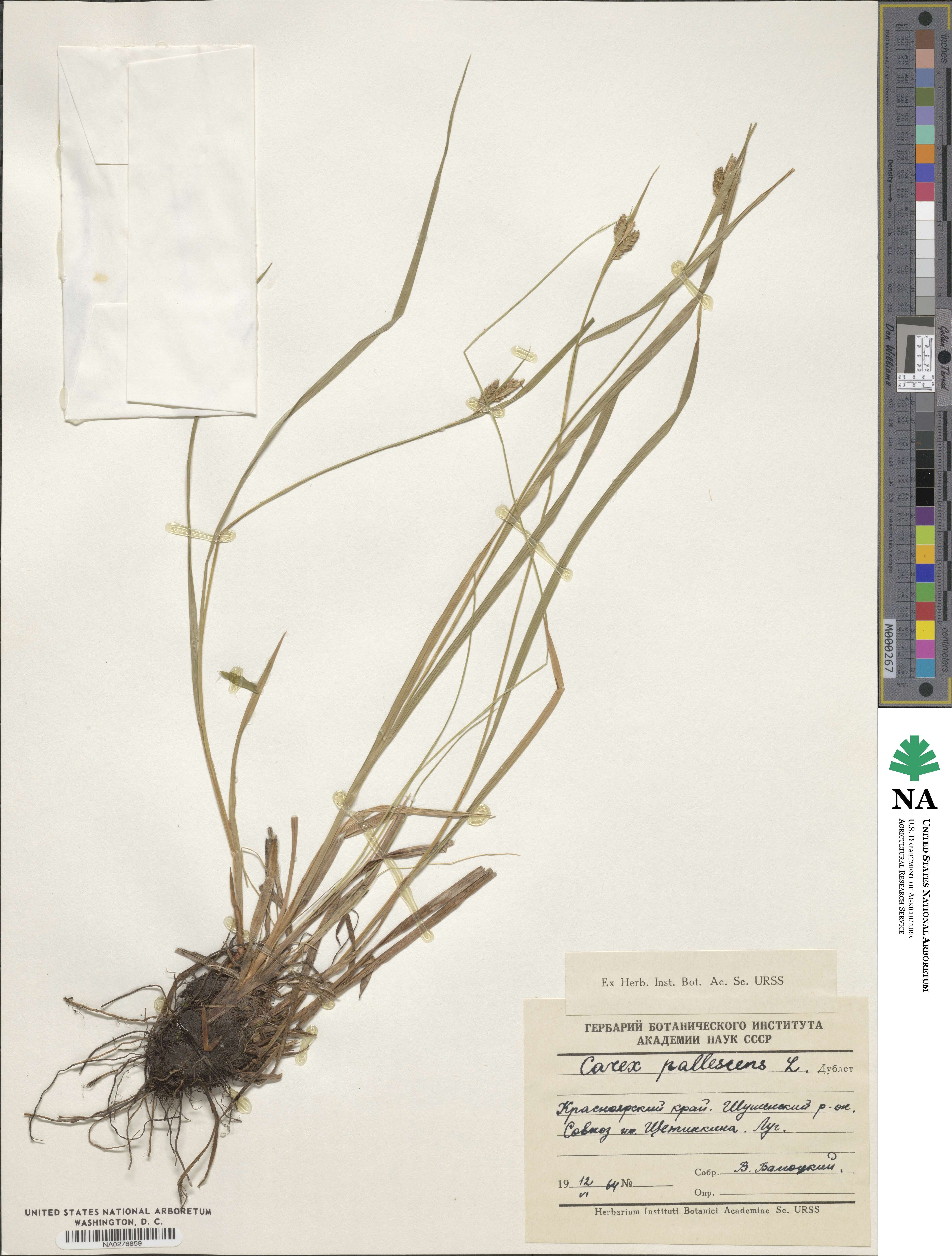 Carex pallescens image