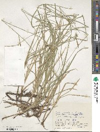 Carex pallida image