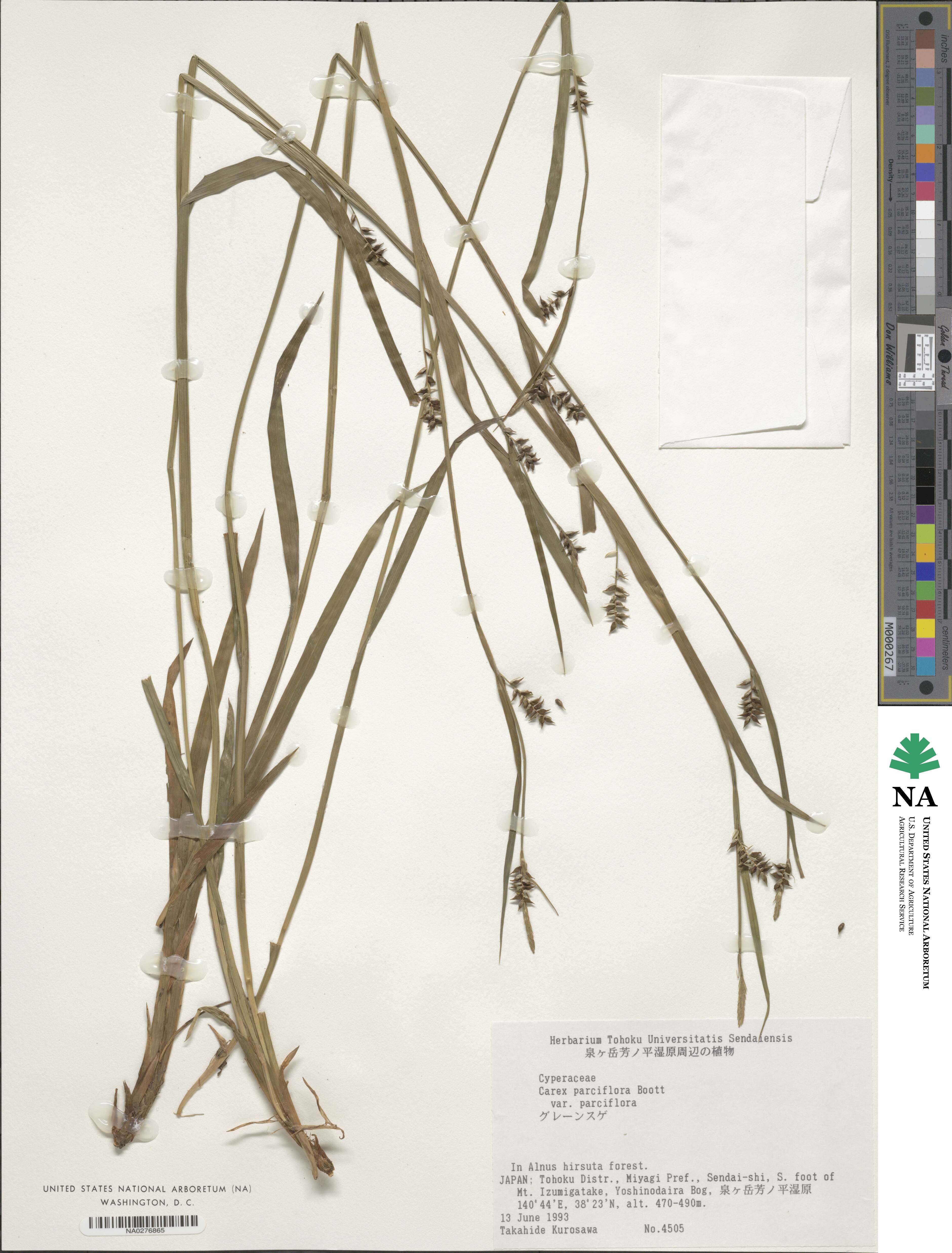 Carex parciflora image
