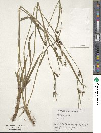 Carex parciflora image