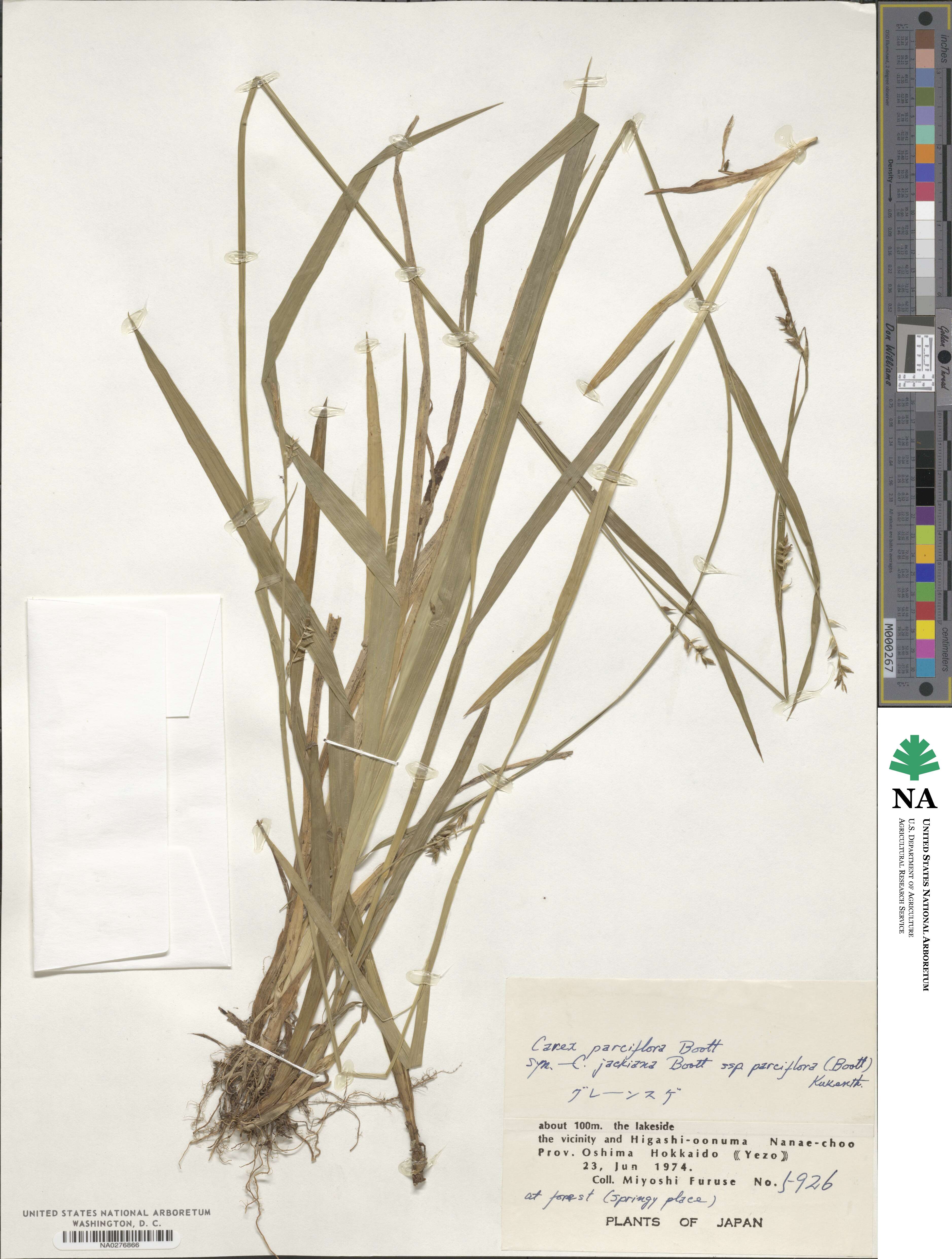 Carex parciflora image