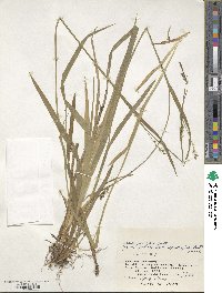 Carex parciflora image