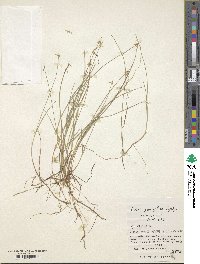 Carex pauciflora image