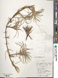 Carex pedunculata image