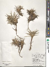 Carex pedunculata image