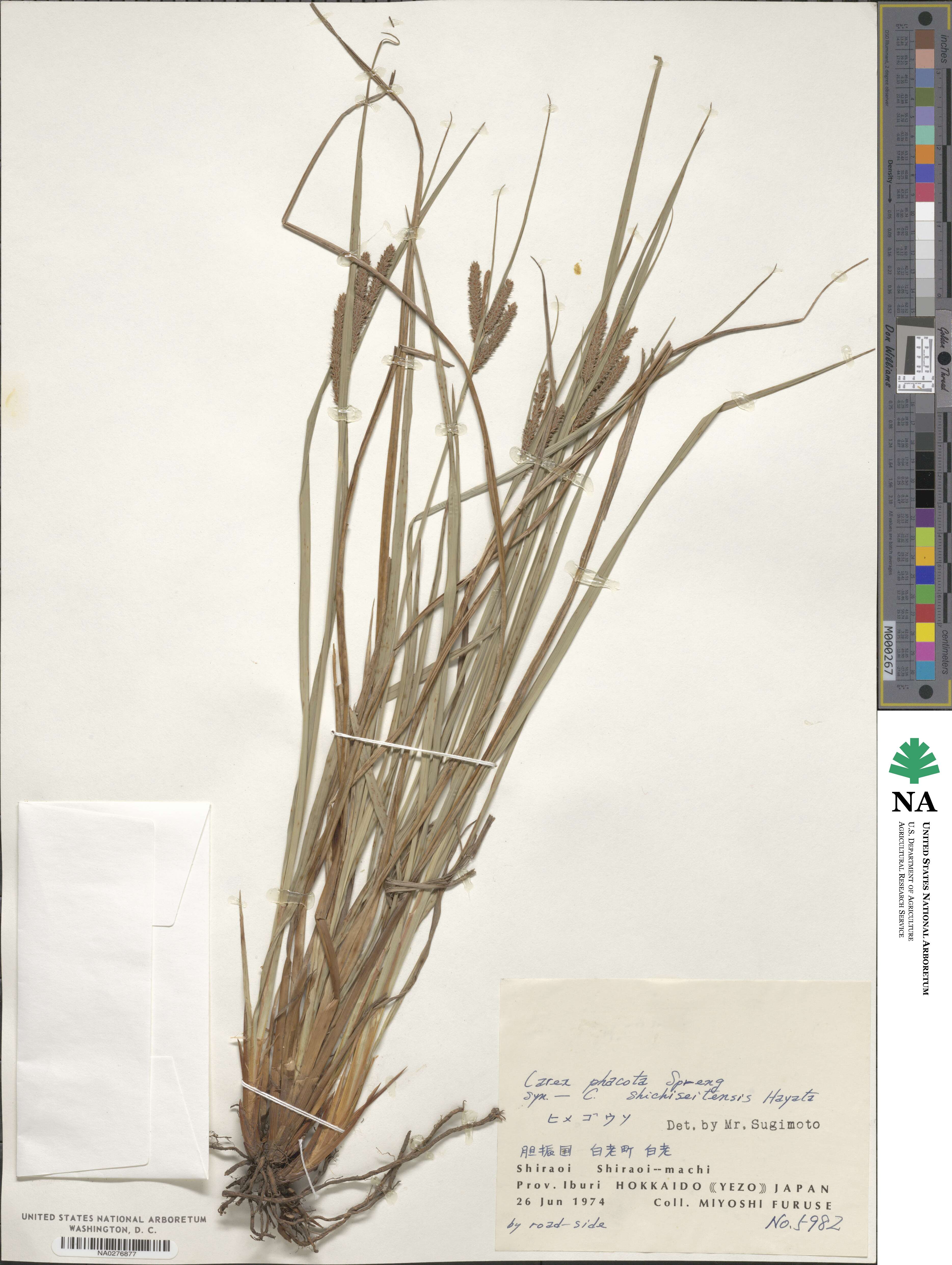 Carex phacota image