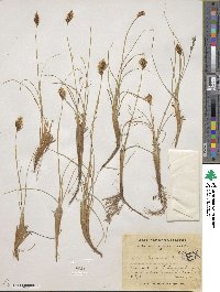 Carex physodes image